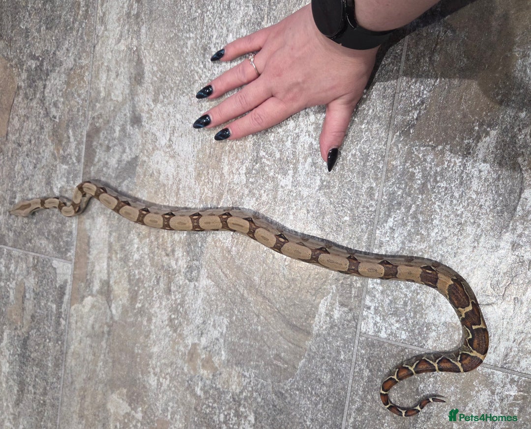 Boa Snake reptiles for sale: Female cb23 small boa poss central american/dwarf  - Image 3