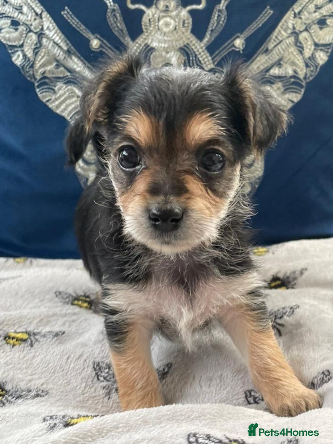 Yorkshire Terrier dogs for stud: Yorkshire terrier for stud - Advert 13