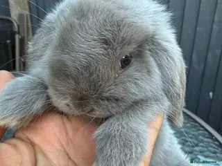 Mini Lop rabbits Healthy baby rabbits ready for loving homes - Advert 1