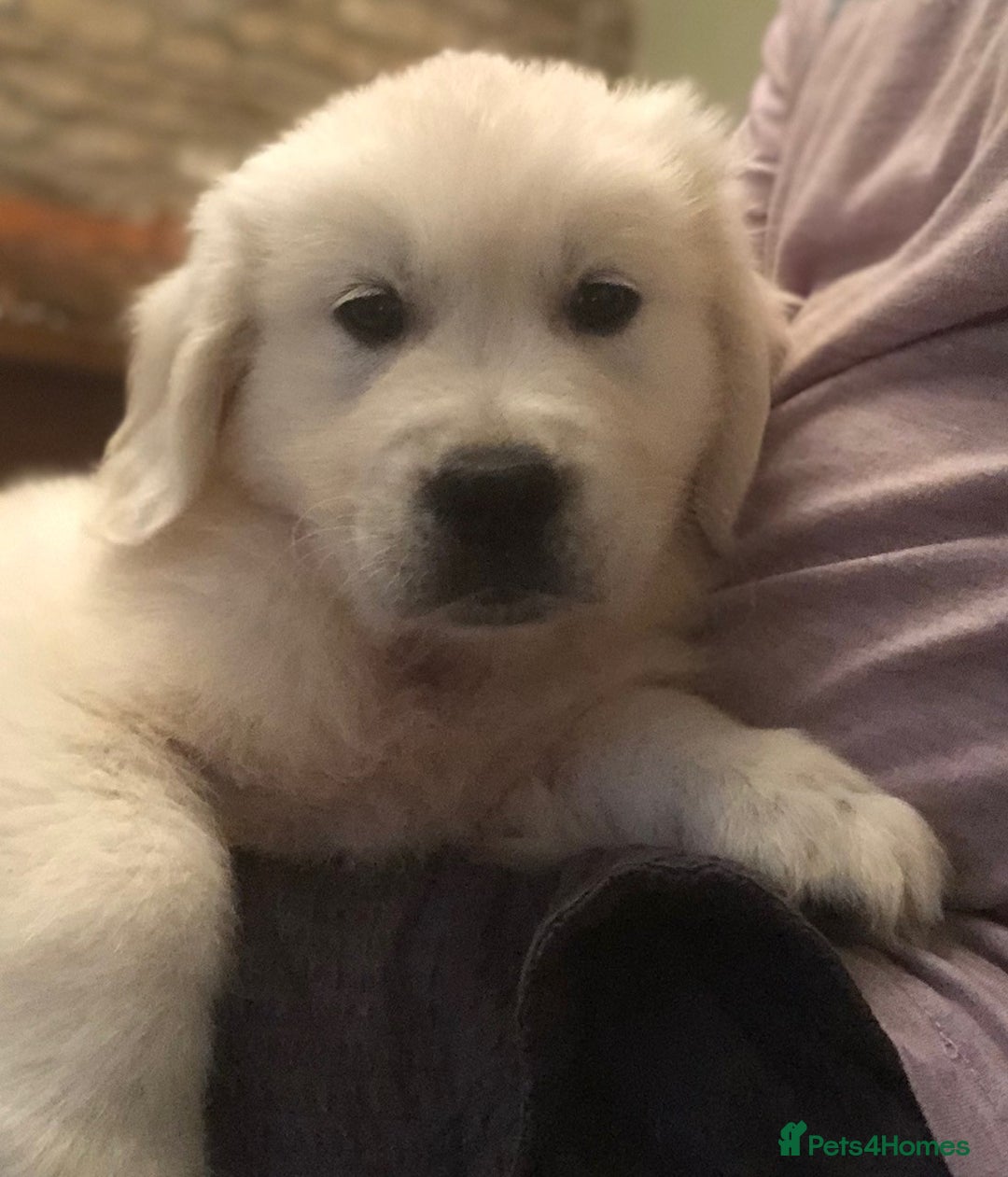 Golden Retriever dogs for sale: Chunky Golden Retriever pups with cream coats - Image 8