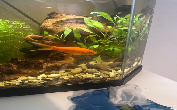 Goldfish fish for sale - Advert 1