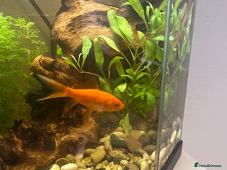 Goldfish fish - Advert 26