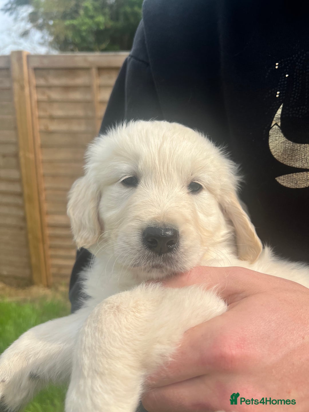 Golden Retriever dogs for sale: Last golden retriever golden boy left in Bedford - Image 8