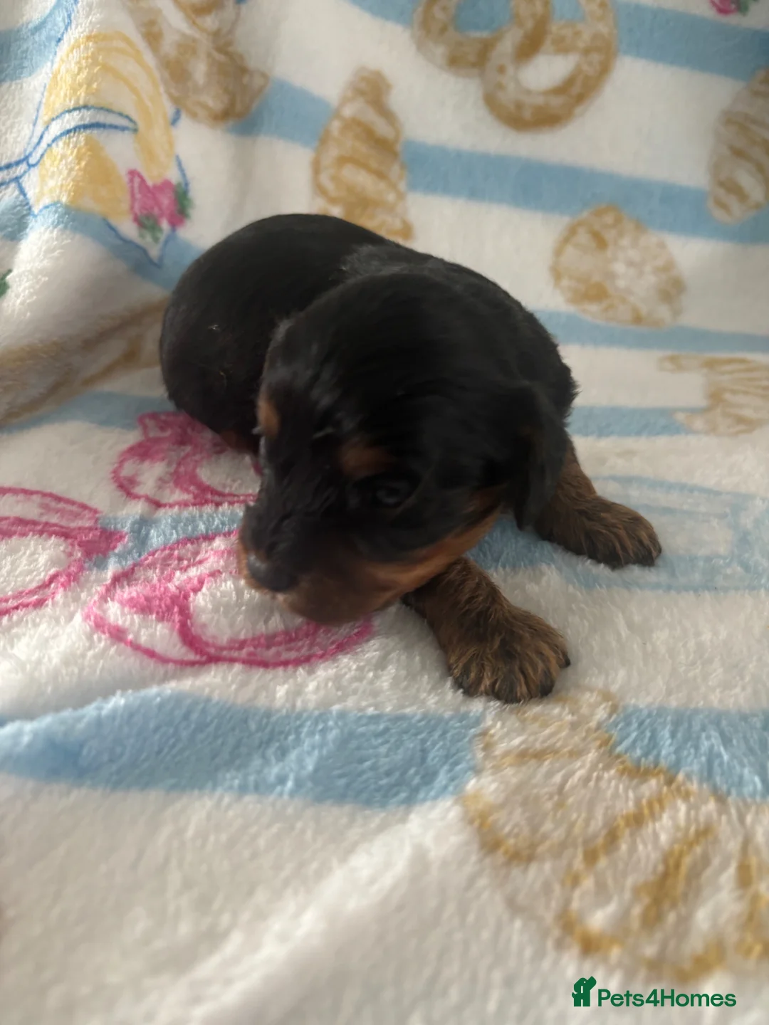 Cavapoo dogs for sale: F1 Toy phantom Cavapoos - Advert 20