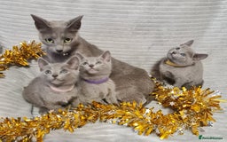 Russian Blue cats for sale: Stunning Russian Blue kittens-pure Pedigree - Image 11