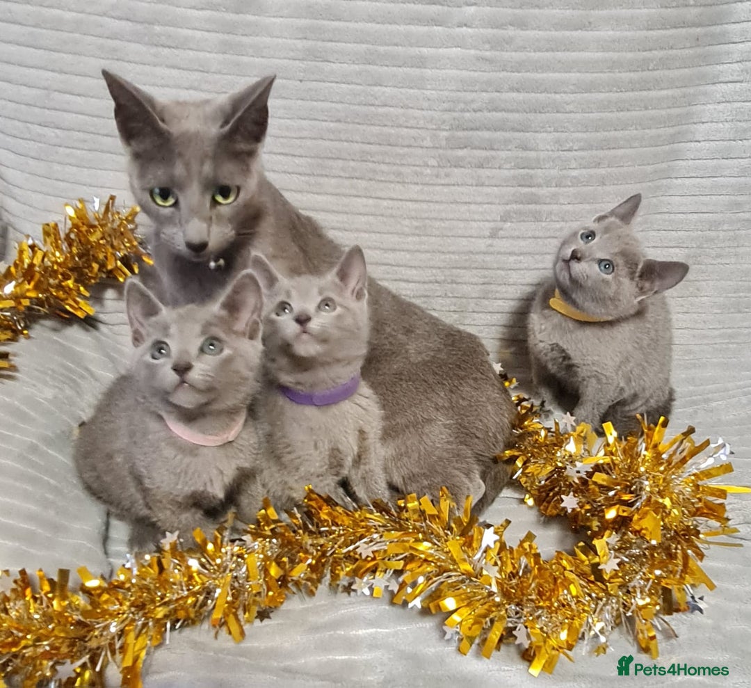 Russian Blue cats for sale: Stunning Russian Blue kittens-pure Pedigree - Image 11