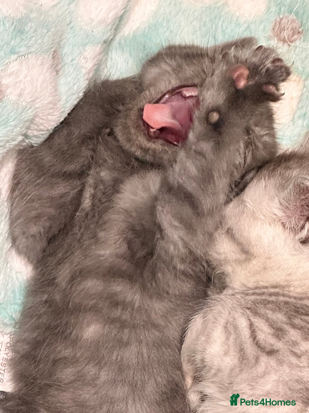 British Shorthair cats for sale: GORGEOUS BSH KITTENS in Oldham - Image 10