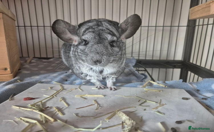 Chinchilla rodents - Advert 1