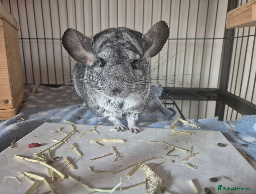 Chinchilla rodents for sale: Chinchilla for rehoming - Image 1