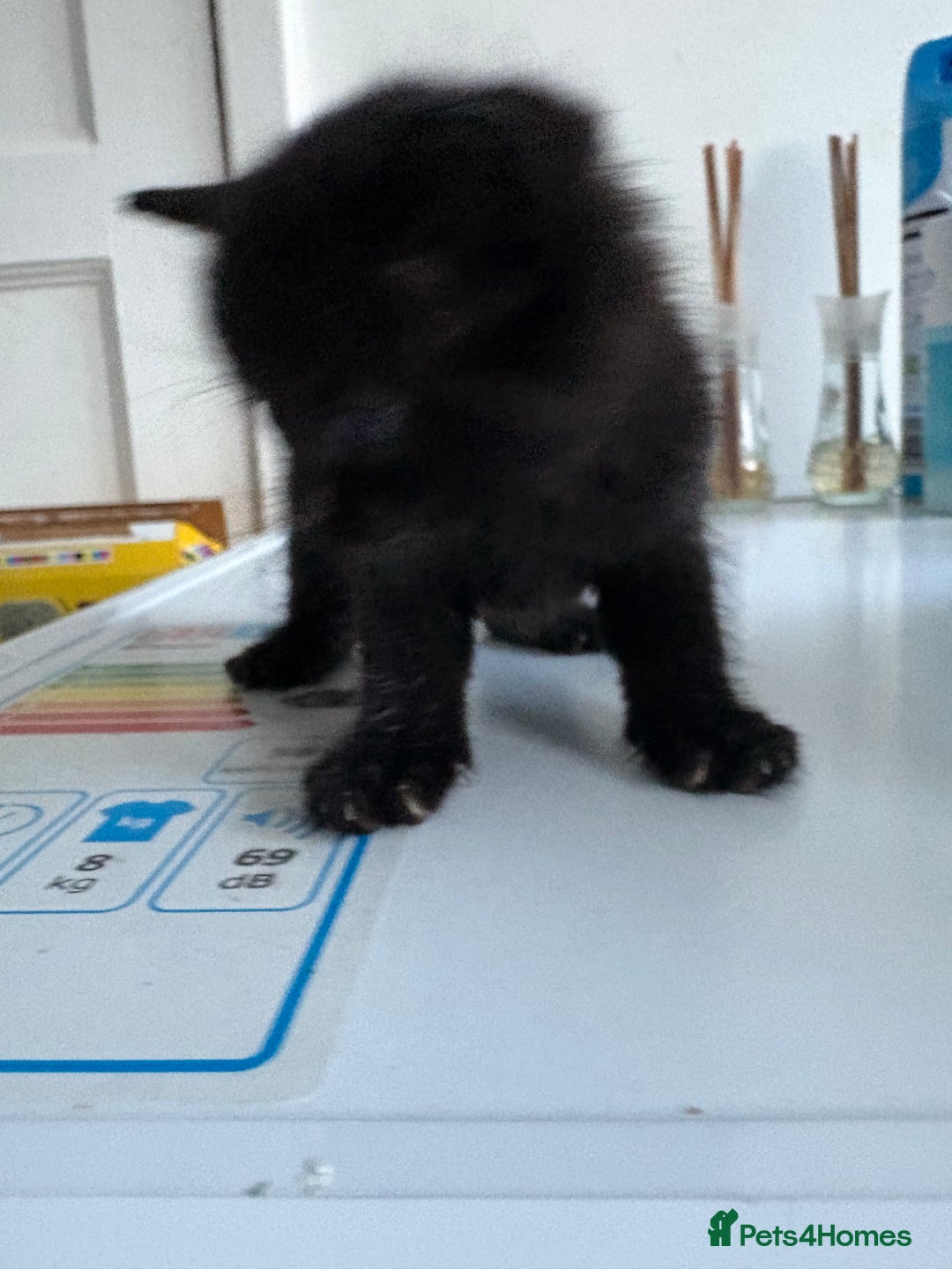 Mixed Breed cats for sale: 5 kittens for sale - Image 17