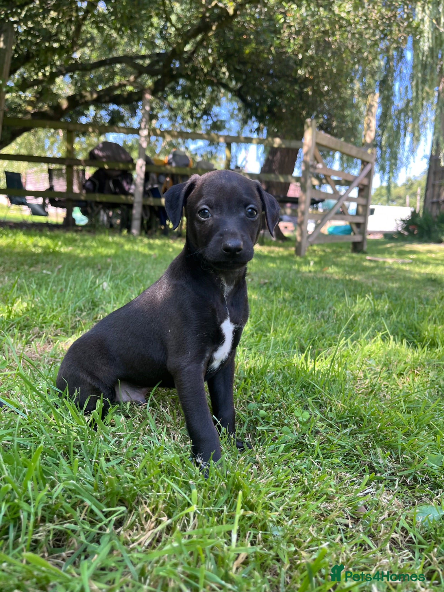 Italian Greyhound dogs Beautiful KC Italian Greyhound Puppies - Advert 1