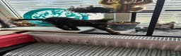 Mixed Breed cats for sale: 9 month old roughly siblings  - Advert 6