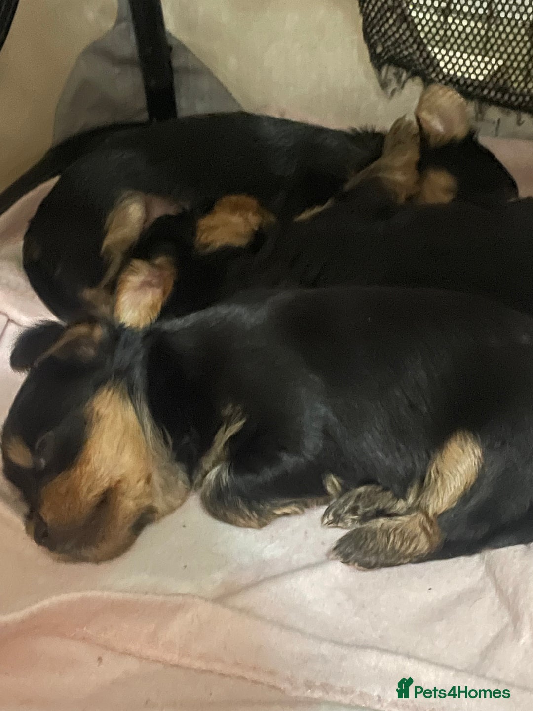 Yorkshire Terrier dogs for sale: Yorkshire Terrier puppies 🐶  - Advert 26