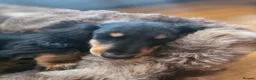 Miniature Dachshund dogs for sale: Miniature long haired black and tanned dachshund  - Advert 10