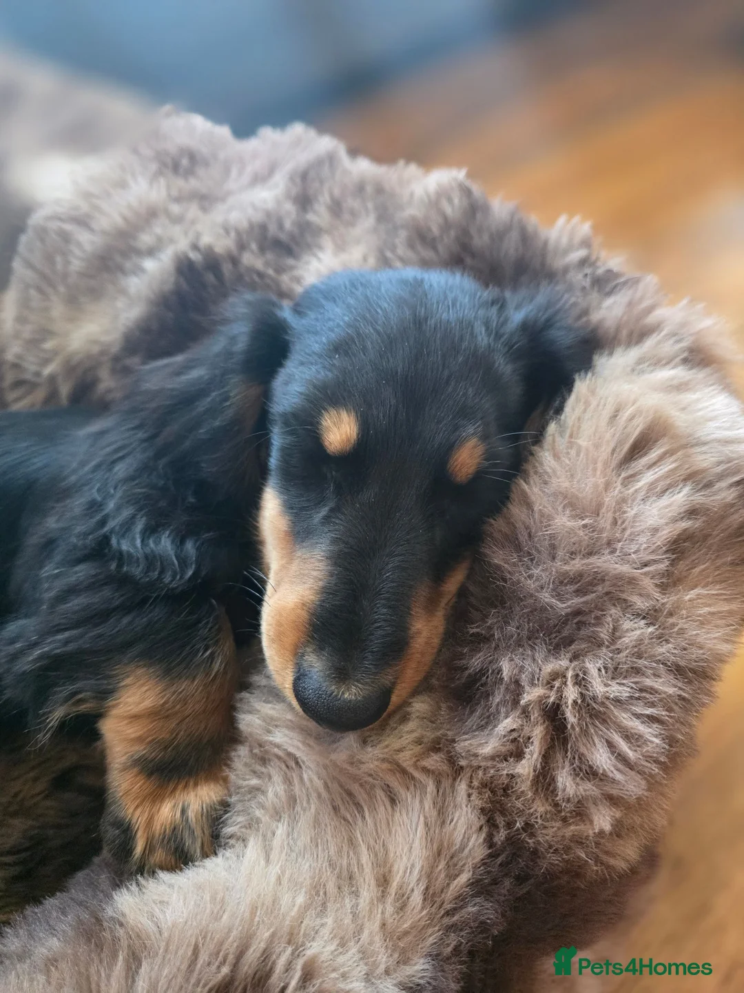 Miniature Dachshund dogs for sale: Miniature long haired black and tanned dachshund  - Advert 10