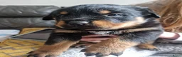 Rottweiler dogs for sale: Stunning chunky Rothwell puppies in Kidderminster - Advert 5