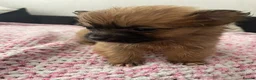 Pomchi dogs for sale: Pomchi puppies - Advert 7