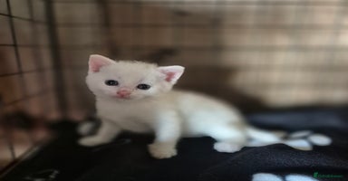 British Shorthair cats - Advert 3