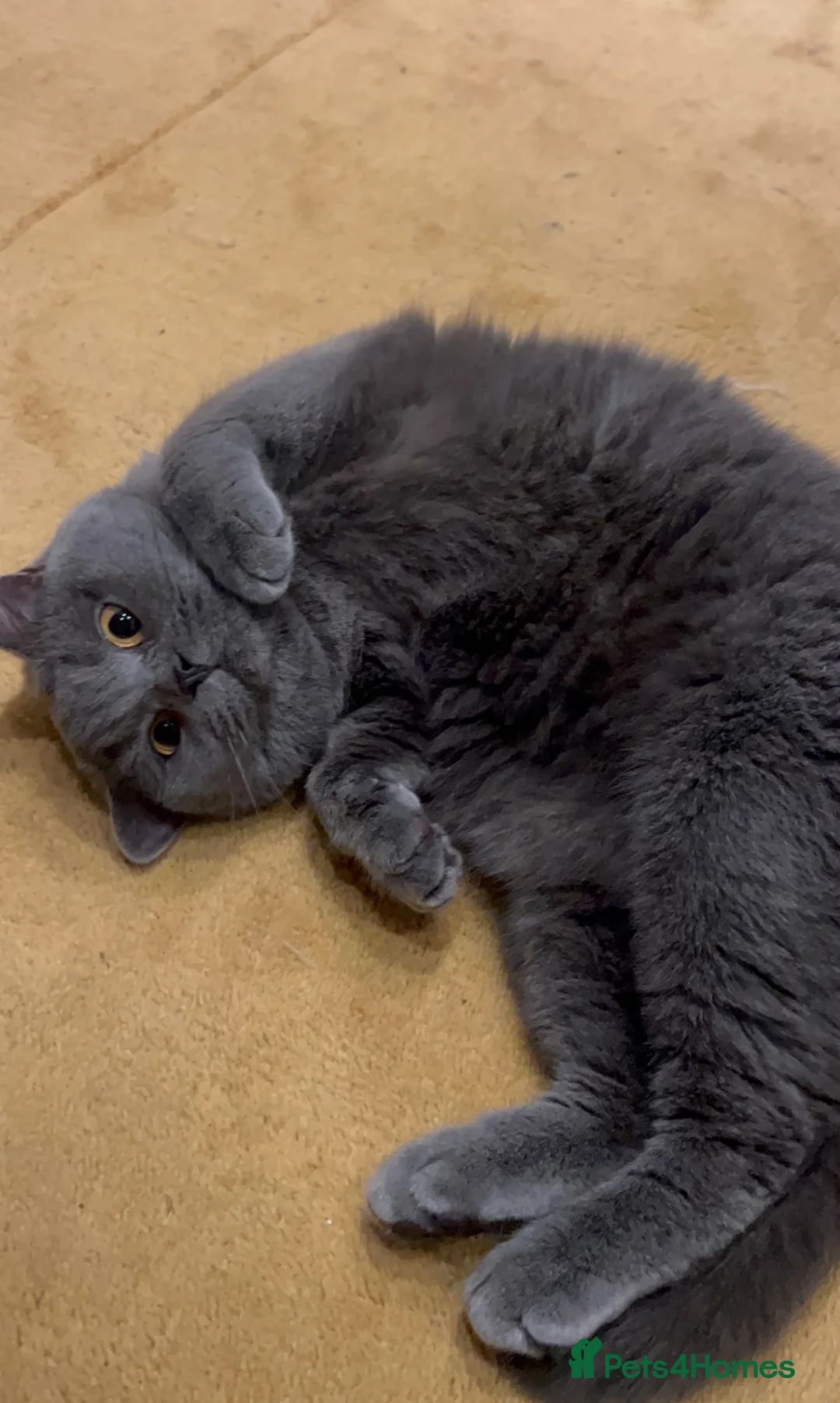 British Shorthair cats for sale: Blue British Shorthair Female  - Advert 1