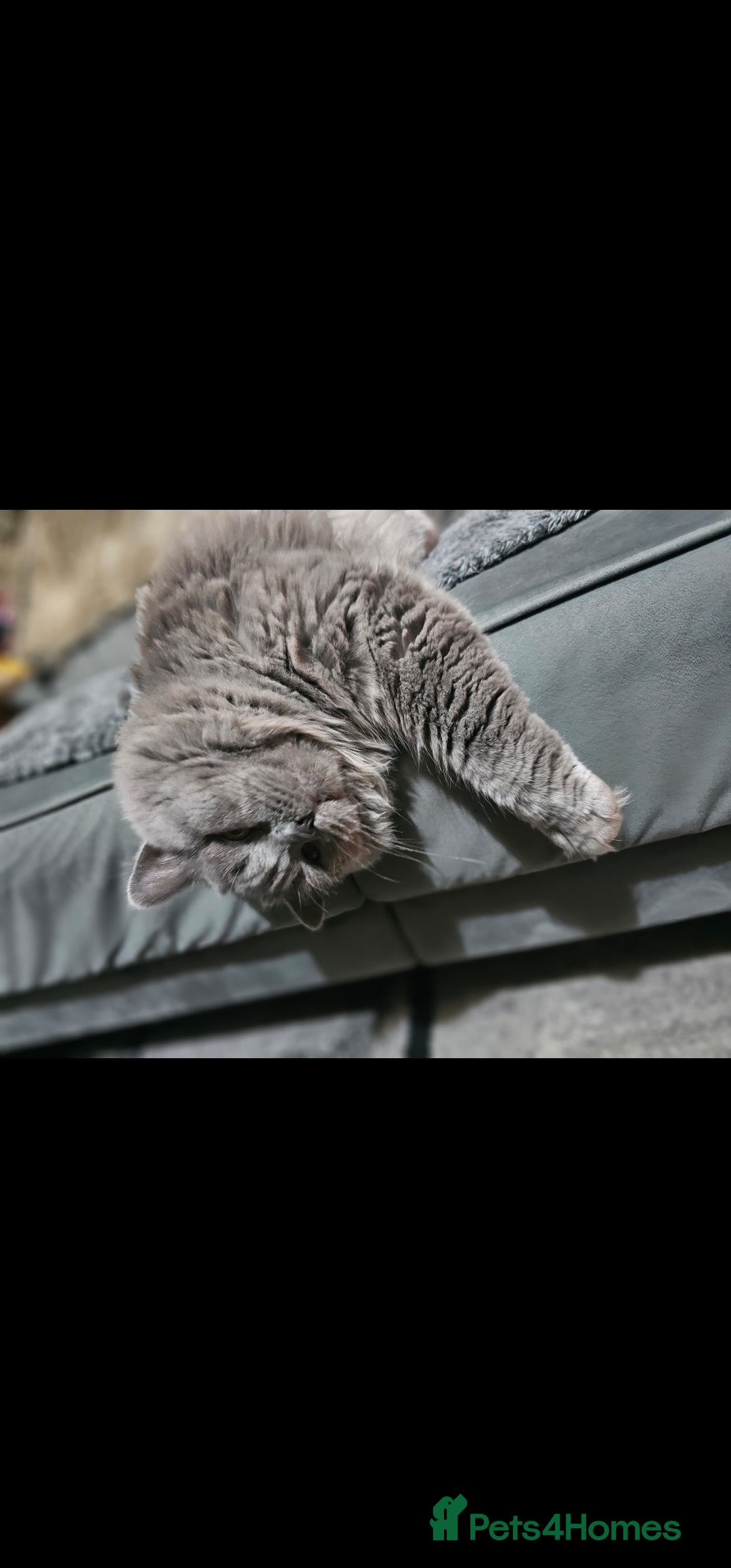 British Shorthair cats for sale: British Shorthair Cat Male Champion Bloodline - Image 4