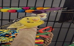 Budgerigars birds for sale: 2 beautiful budgies with full set up! - Image 1