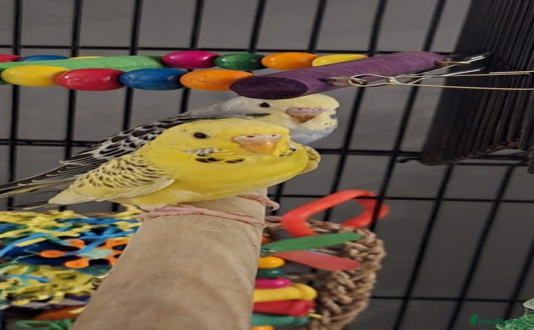 Budgerigars birds - Advert 13