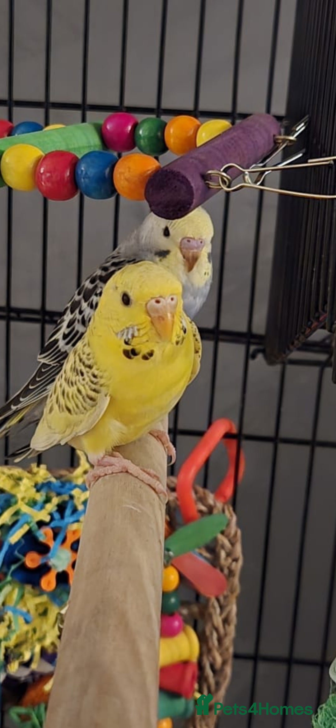 Budgerigars birds for sale: 2 beautiful budgies with full set up! - Image 1