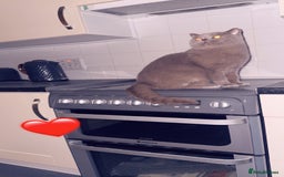 British Shorthair cats for sale: British short hair Cats - Advert 5