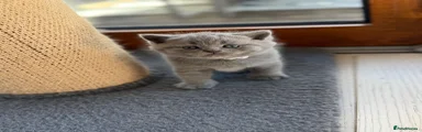 Kitten 5
