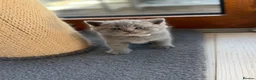 British Shorthair cats for sale: British shorthair kittens  - Advert 8