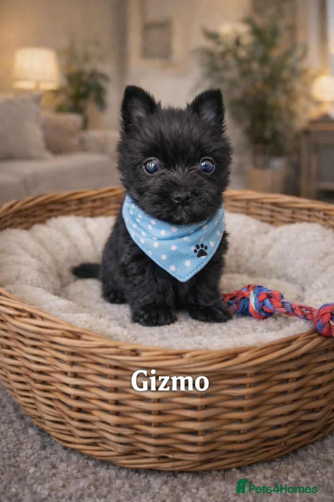 Yorkshire Terrier dogs for sale: Yorkshire Terrier  - Advert 2