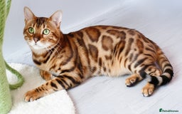 Bengal cats for sale: Beautiful Bengal kittens  - Image 10