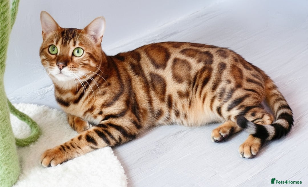 Bengal cats for sale: Beautiful Bengal kittens  - Image 10