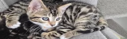 Bengal cats for sale: Bengal Mixed Kittens - Advert 9