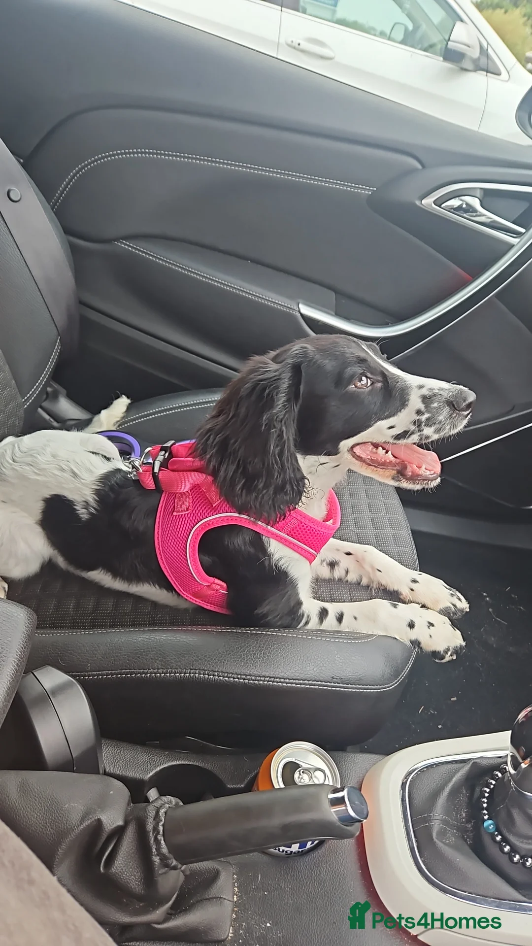 Cockapoo dogs for sale: Sadie 9 months cross Female - Advert 1