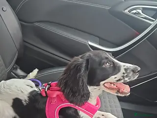 Cockapoo dogs Sadie 9 months cross Female - Advert 1