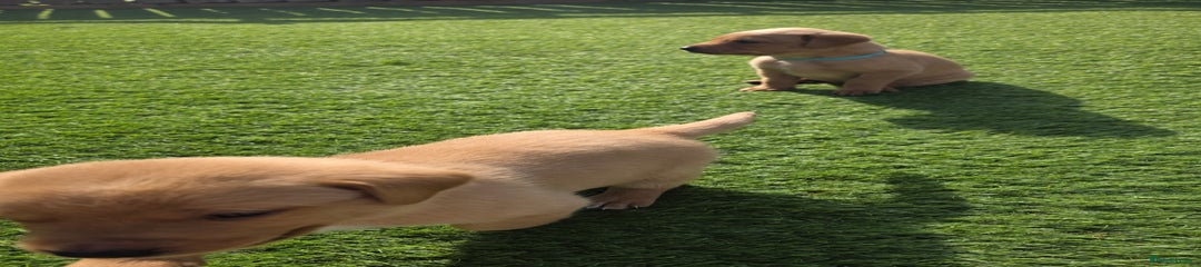 Labrador Retriever Puppy 6