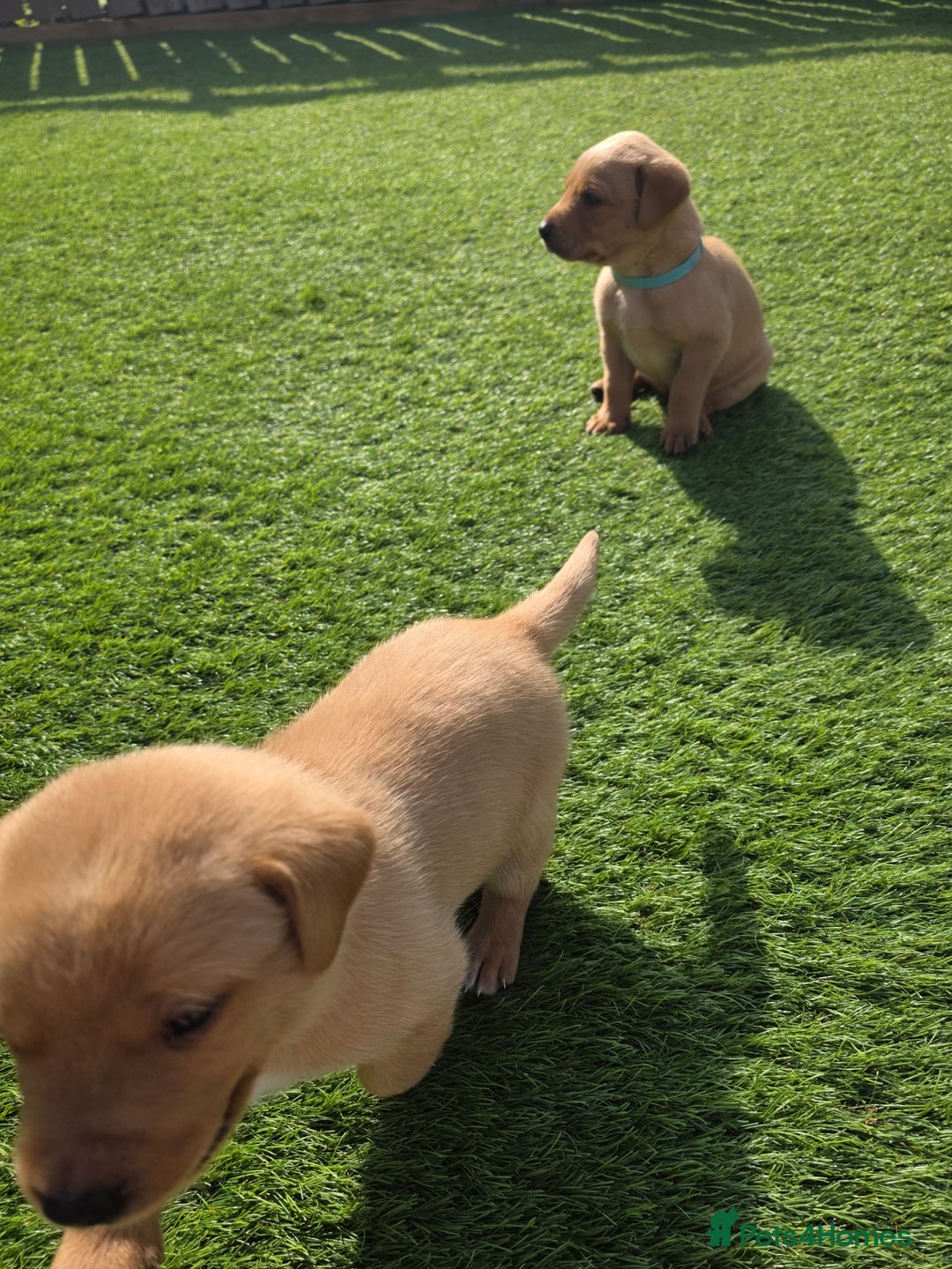Labrador Retriever dogs for sale: KC Red Fox Labrador Pups - Image 8