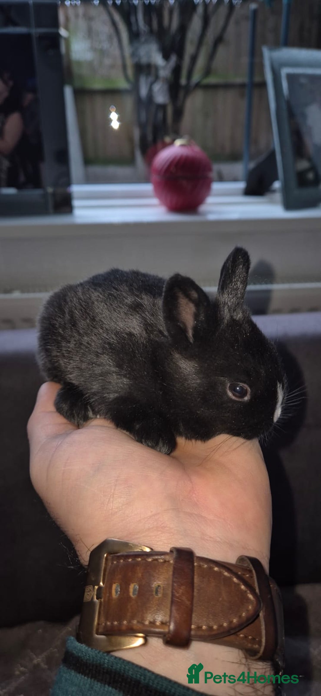 Tri Coloured Dutch rabbits for sale: They are 22 days old and mix Dutch and Rex  - Advert 7