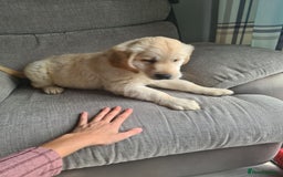 Golden Retriever dogs for sale: Golden retriever puppy - Image 9