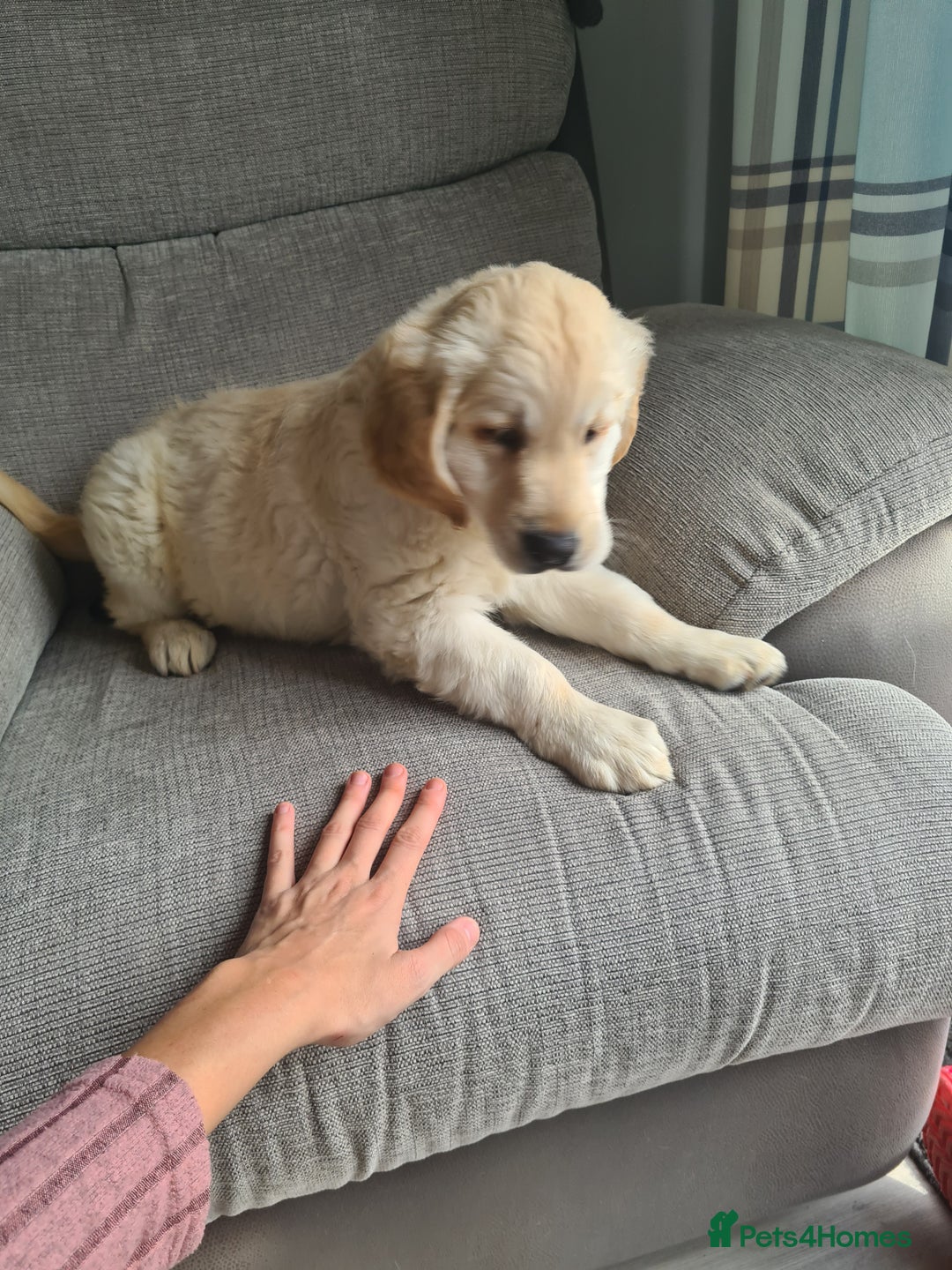 Golden Retriever dogs for sale: Golden retriever puppy - Image 9