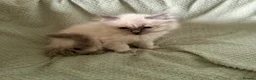 Ragdoll cats for sale: Beautiful pure ragdolls  - Advert 8