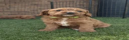 Cavapoochon dogs for sale: Last one - Mr Green looking for his forever family - Advert 24
