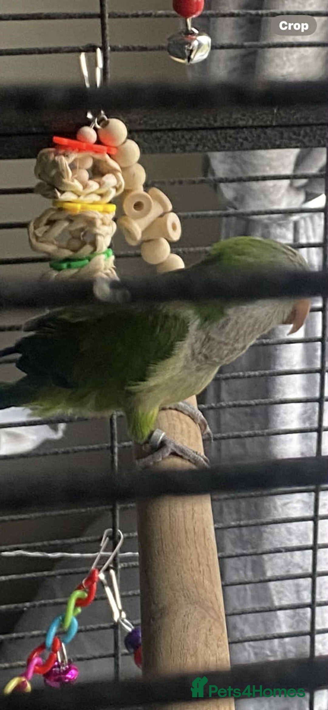 Parakeets birds for sale: 2 male Quaker parrots for sale  - Advert 3