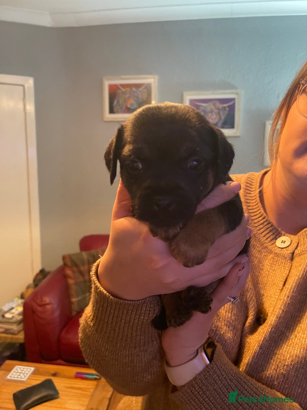 Border Terrier dogs for sale: Border Terrier Pups - Advert 30