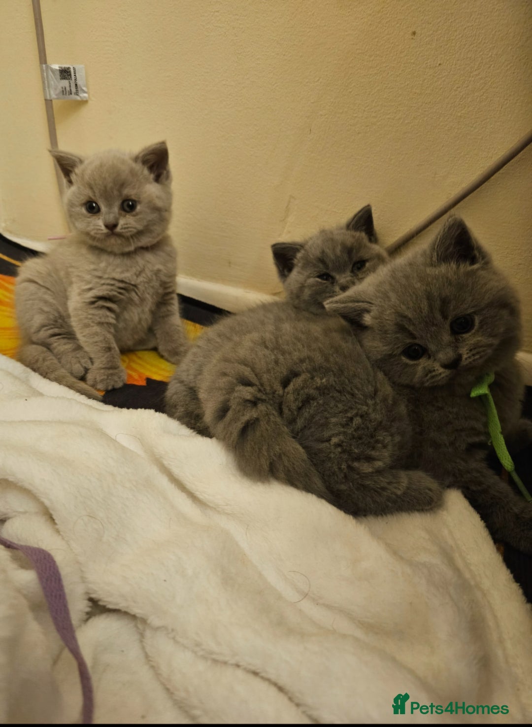 British Shorthair cats for sale: 🐾 Beautiful British Shorthair Kittens for Sale 🐾 - Advert 7