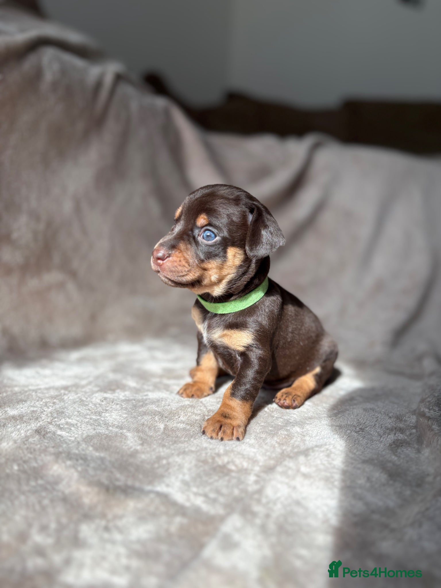 Jackshund dogs Gorgeous Jackshund (JRT x Dachshund) pups - Advert 1