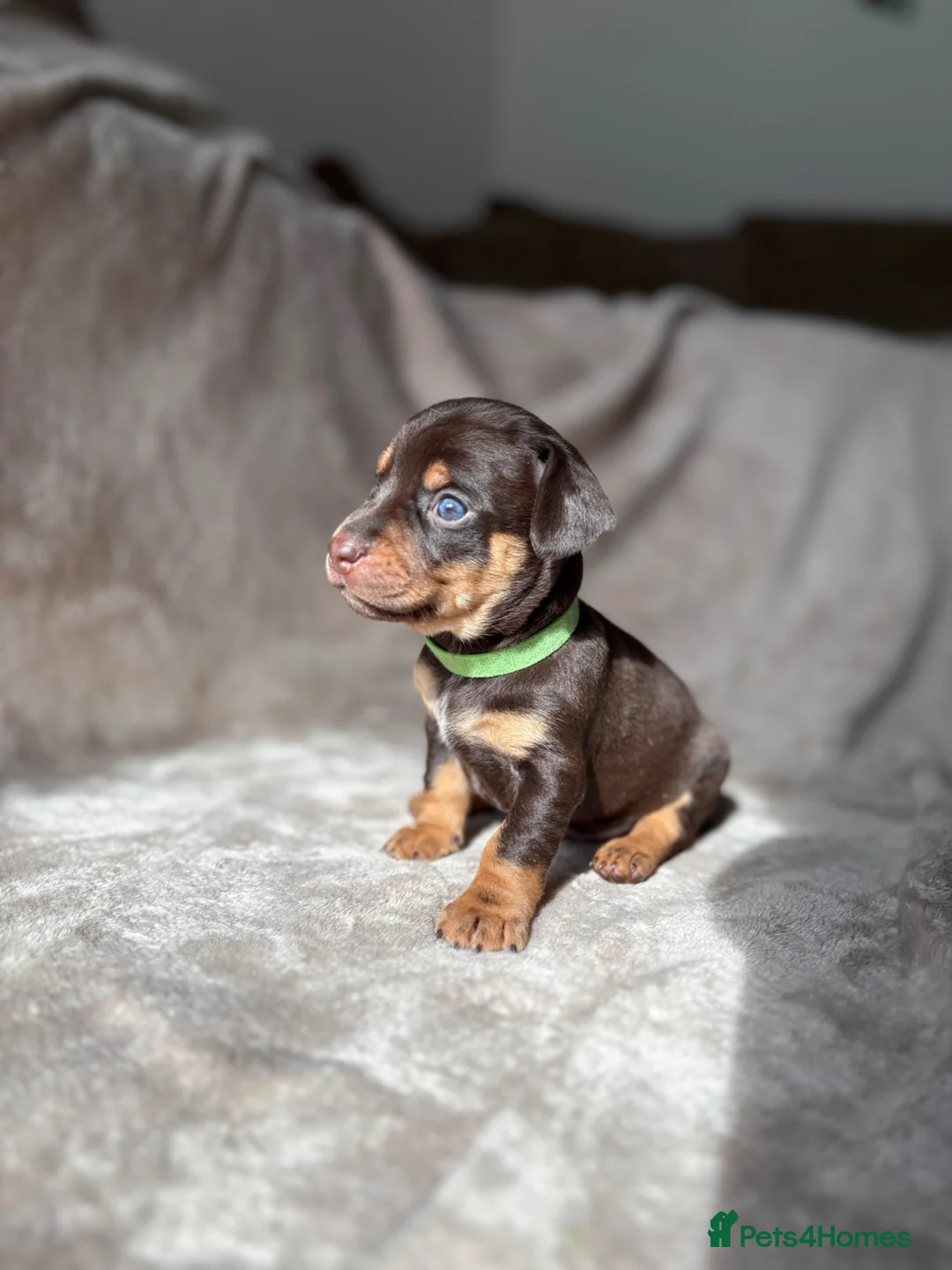 Jackshund dogs for sale: Gorgeous Jackshund (JRT x Dachshund) pups - Advert 1