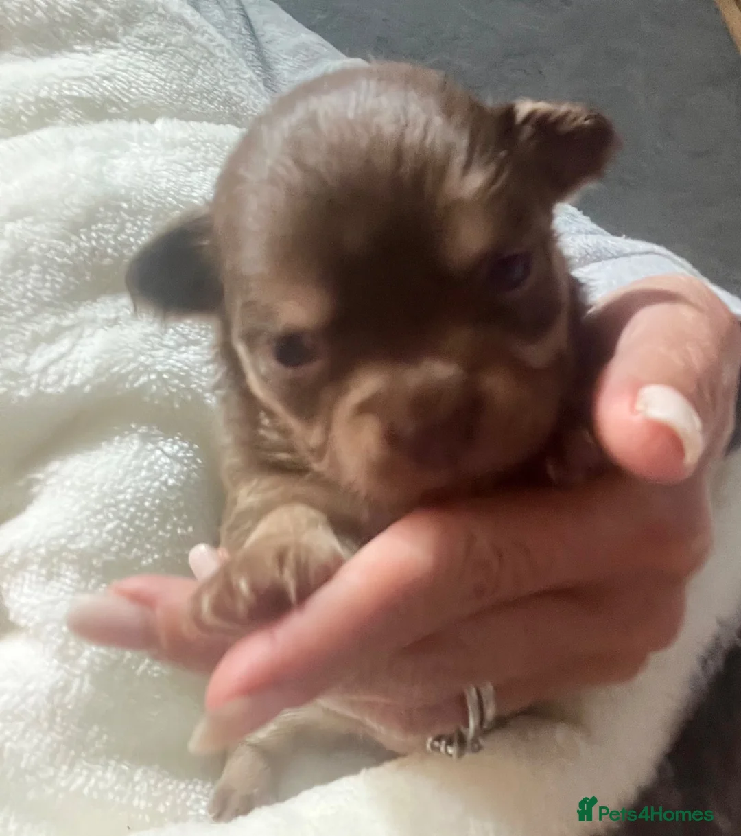 Chihuahua dogs for sale: Stunning litter of chi pups!  - Advert 2
