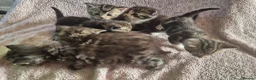 Mixed Breed cats for sale: 6 kittens for sale  in Bridgwater - Advert 2